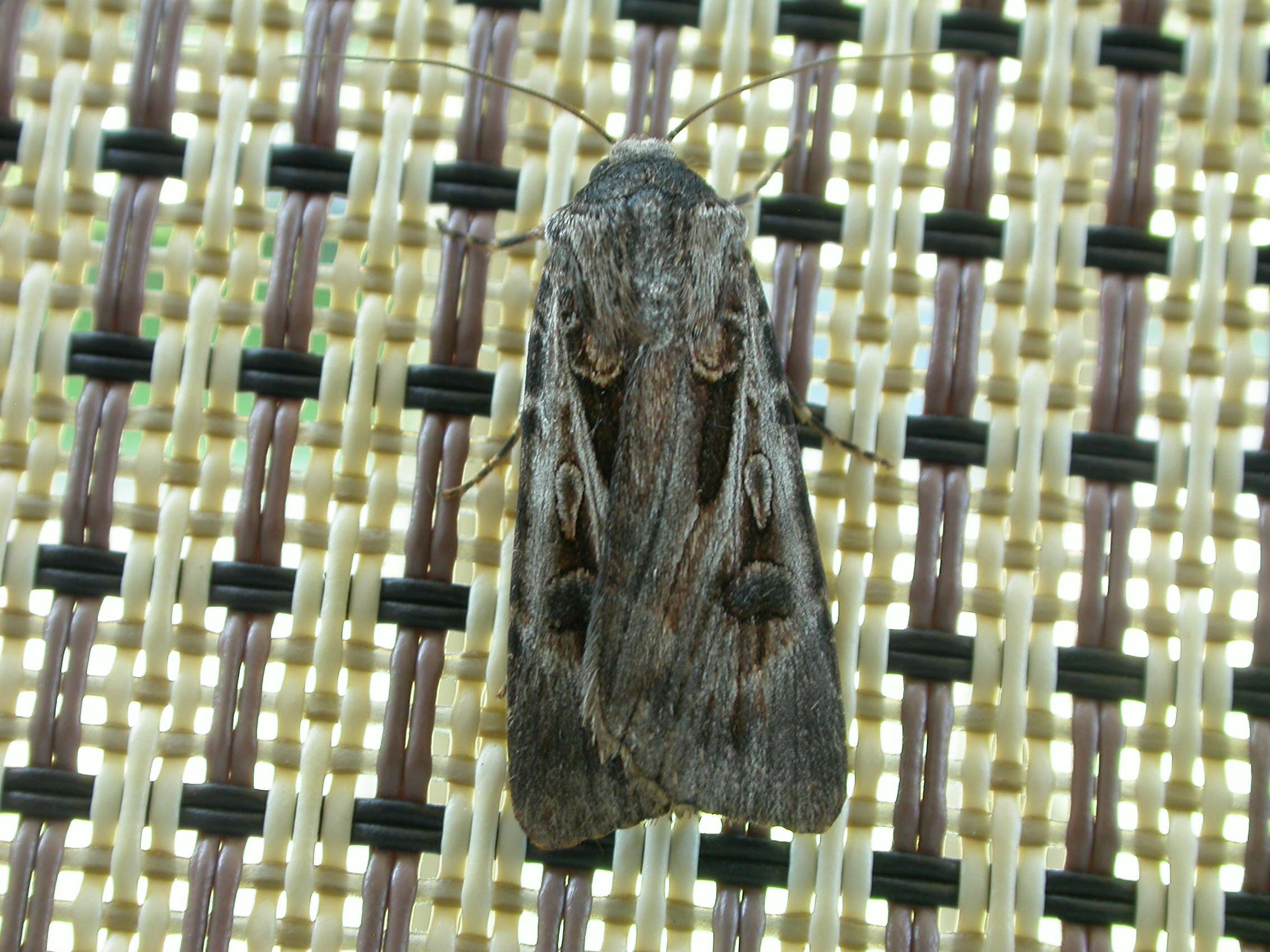 Image of Agrotis munda Walker 1856