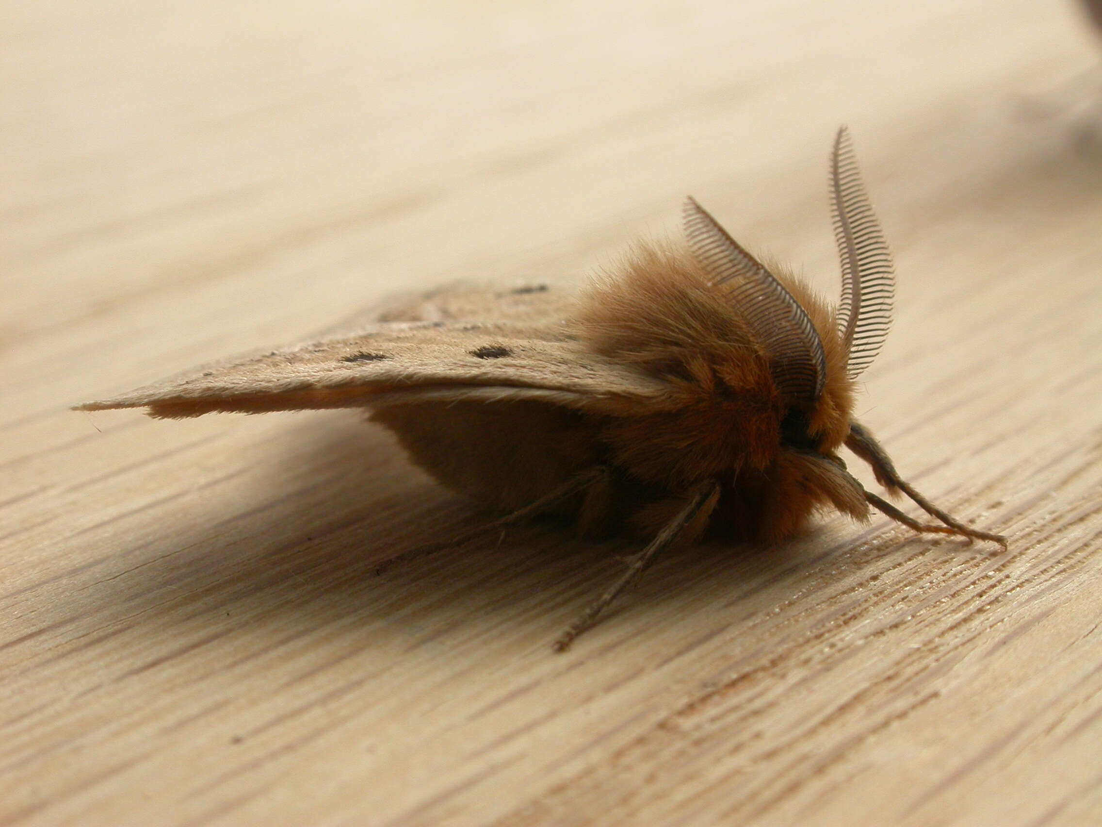 Image of Anthela ocellata (Walker 1855)