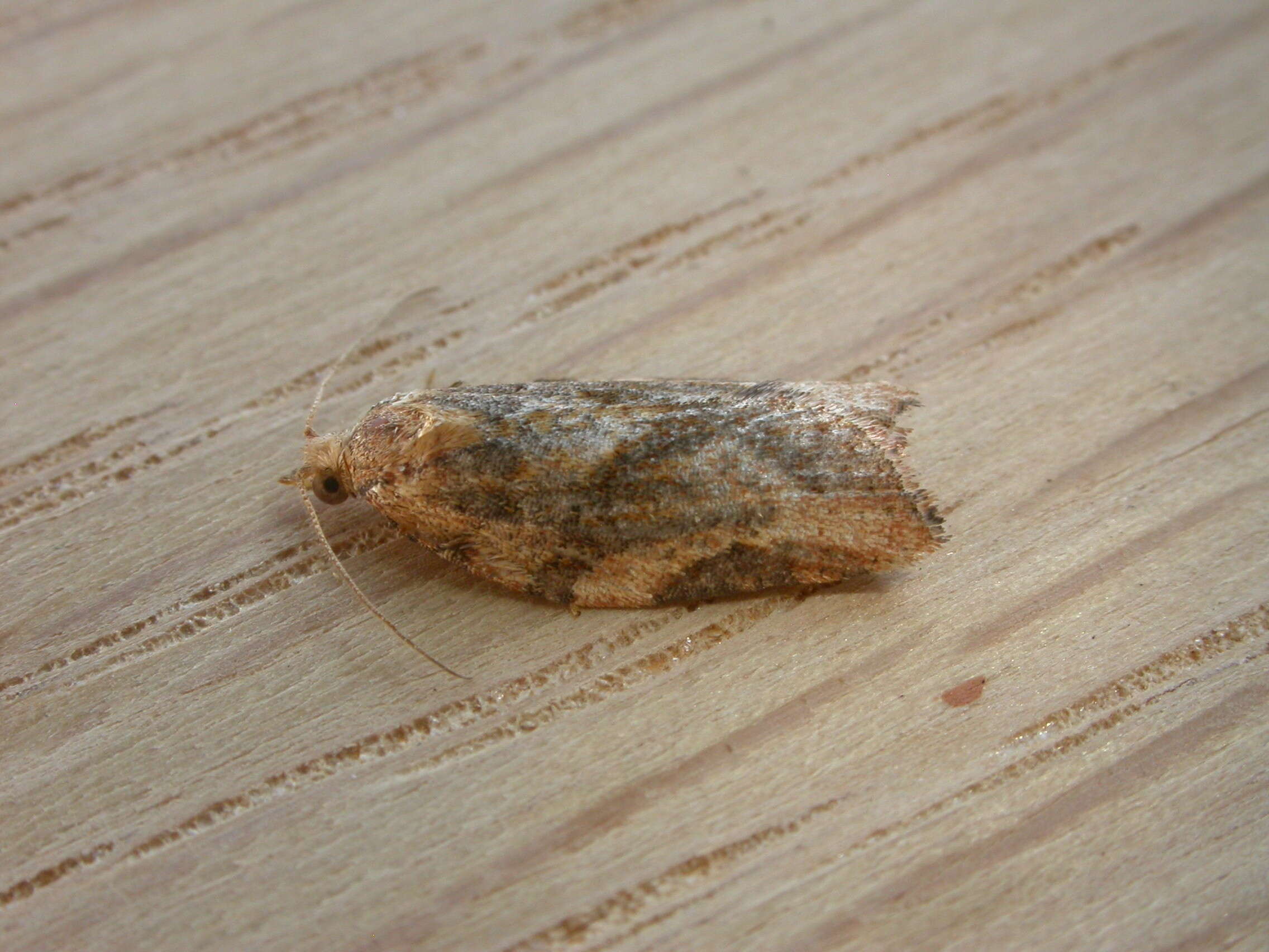 Image of Light brown apple moth