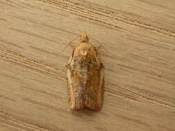 Image of Light brown apple moth