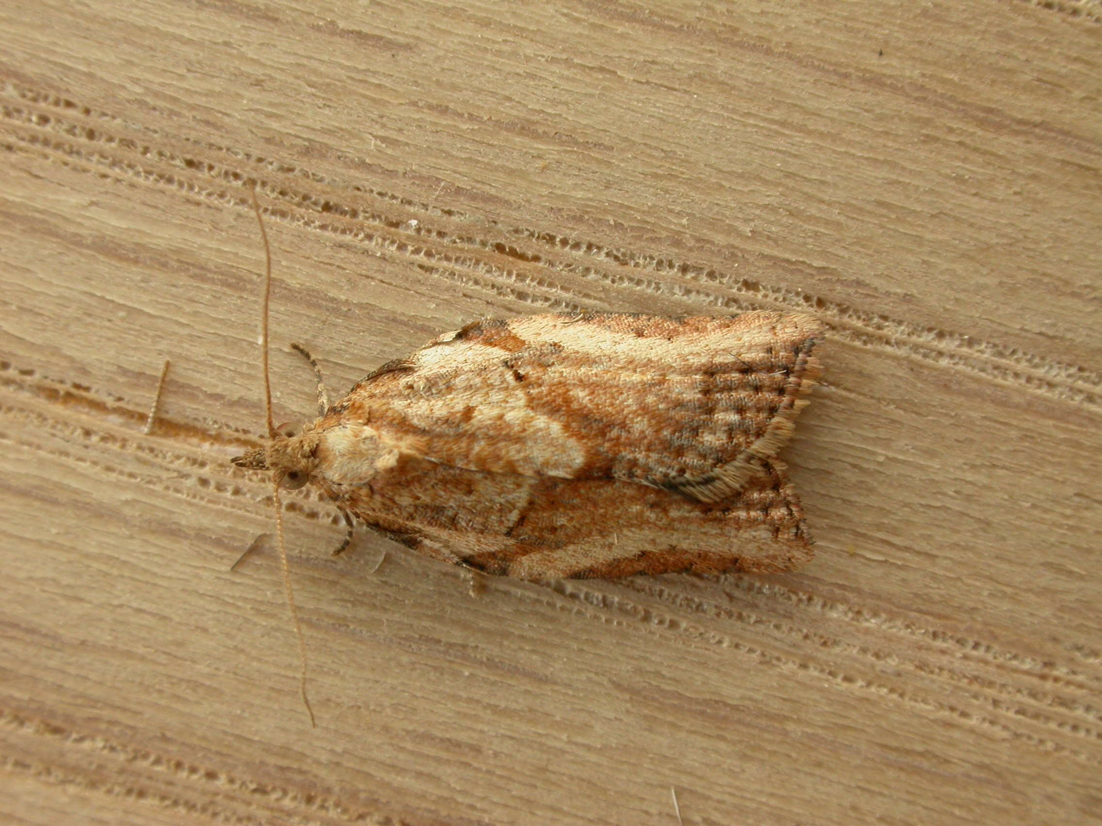 Image of Light brown apple moth