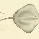Image of Whip sting-ray