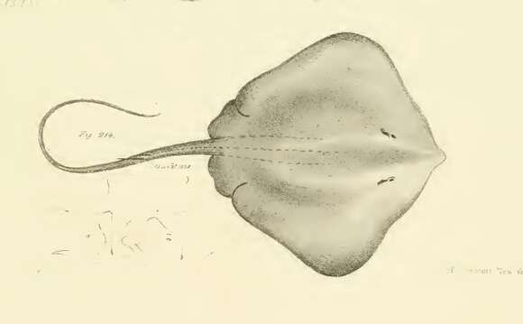 Image of Whip sting-ray