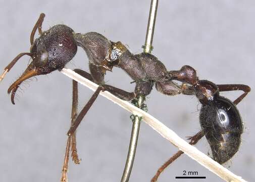 Image of Myrmecia simillima Smith 1858