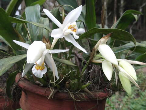 Image of Coelogyne corymbosa Lindl.