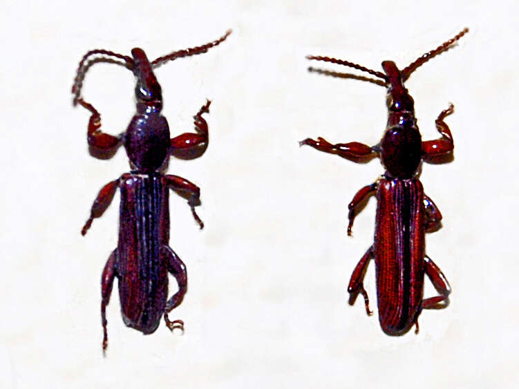 Image of Cerobates (Cerobates) tristriatus (Lund 1800)