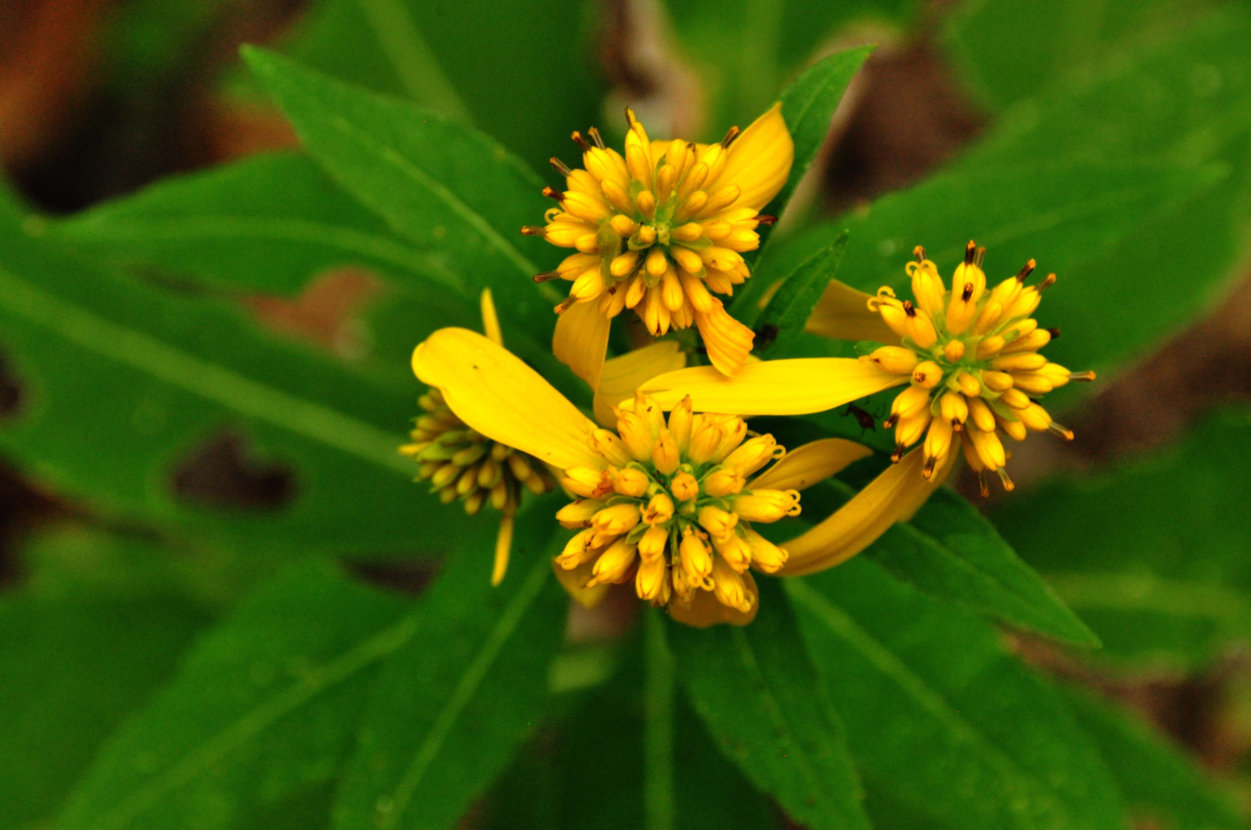 Слика од Verbesina alternifolia (L.) Britt. ex Kearney