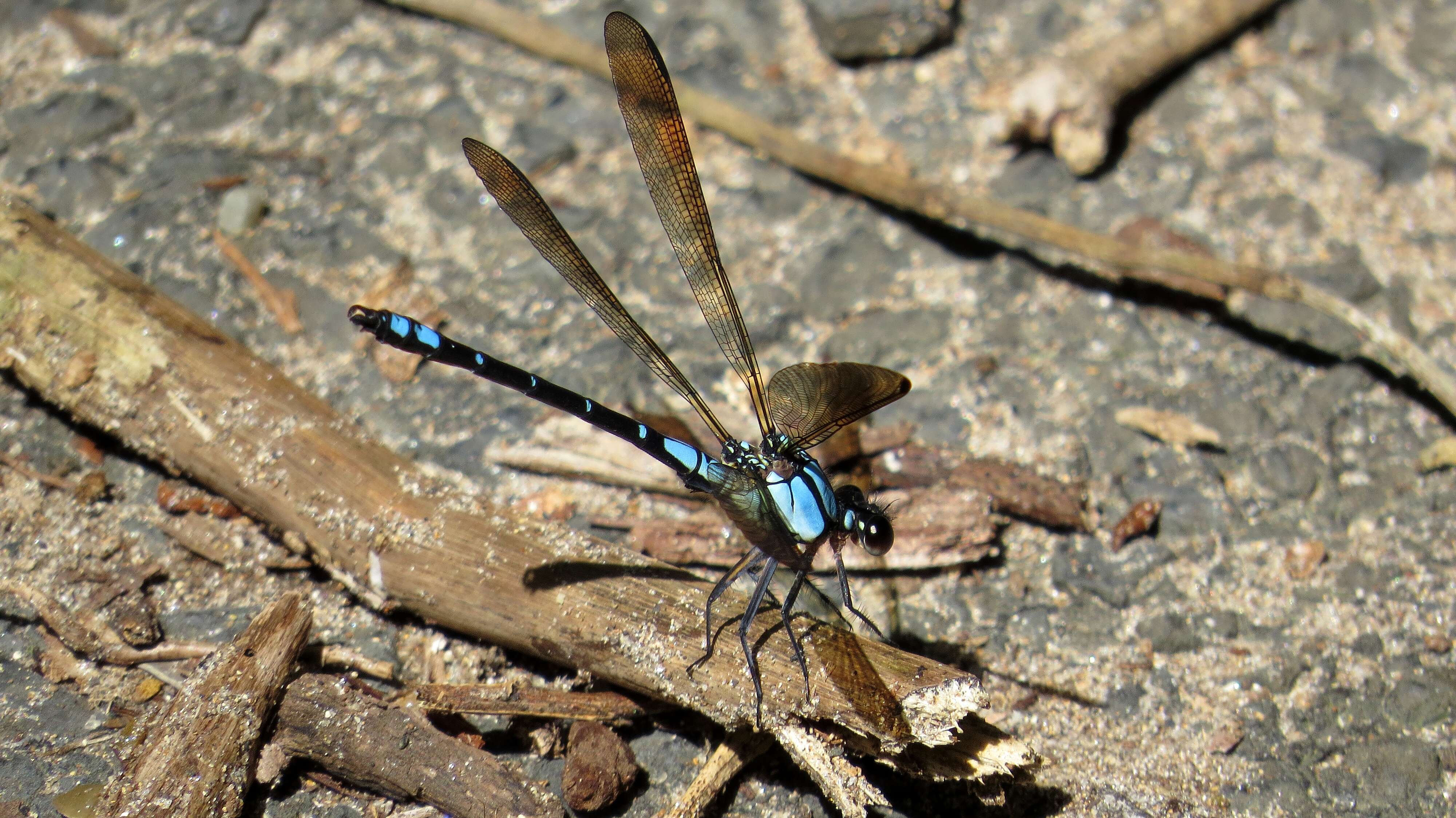 Image de Diphlebia coerulescens Tillyard 1913