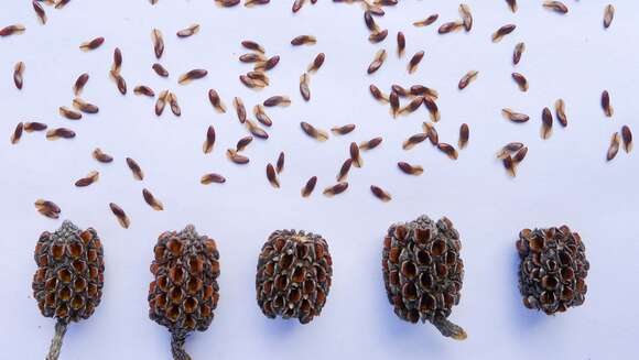 Image of Allocasuarina rigida (Miq.) L. A. S. Johnson