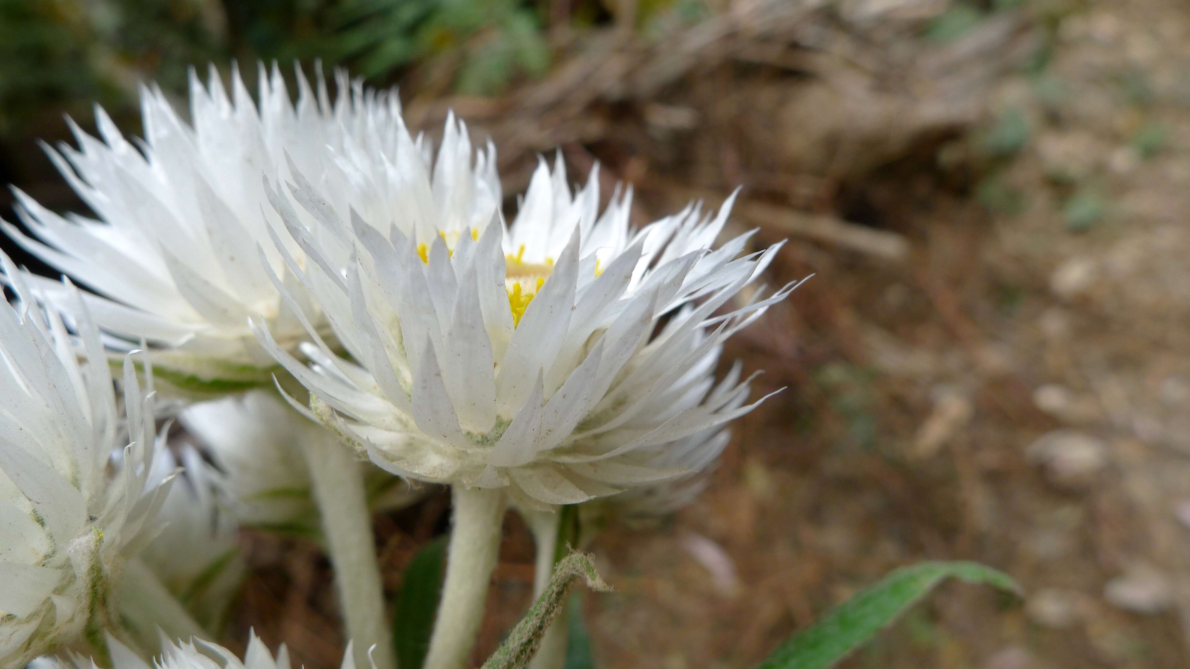 Image of Coronidium elatum (A. Cunn. ex DC.) Paul G. Wilson