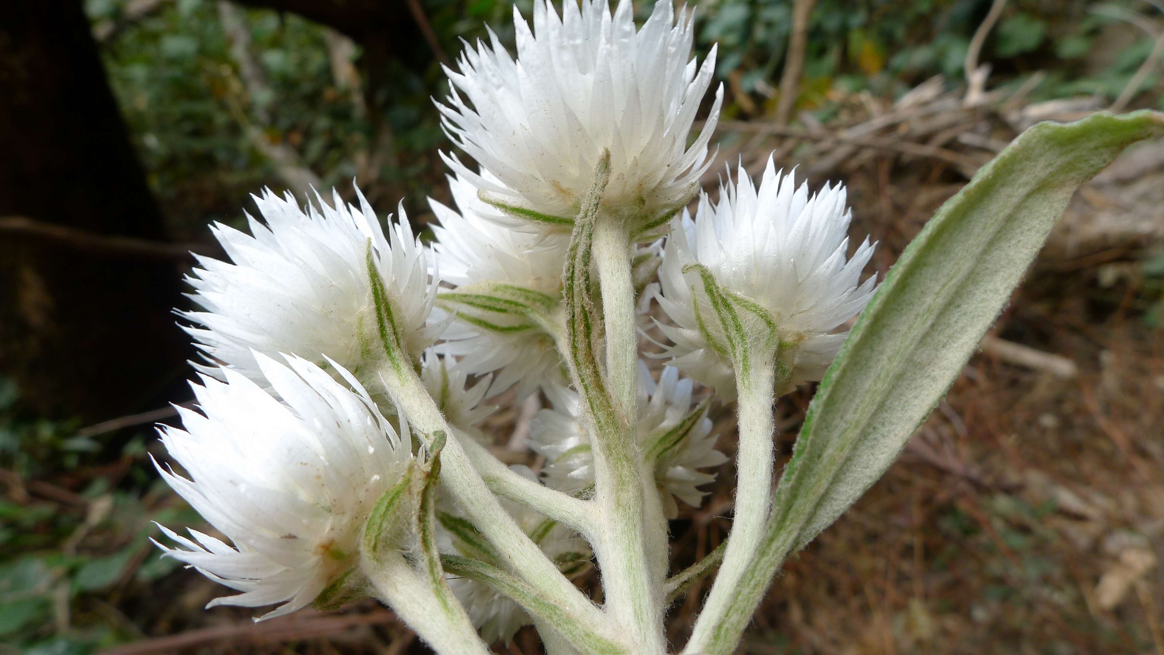 Image of Coronidium elatum (A. Cunn. ex DC.) Paul G. Wilson