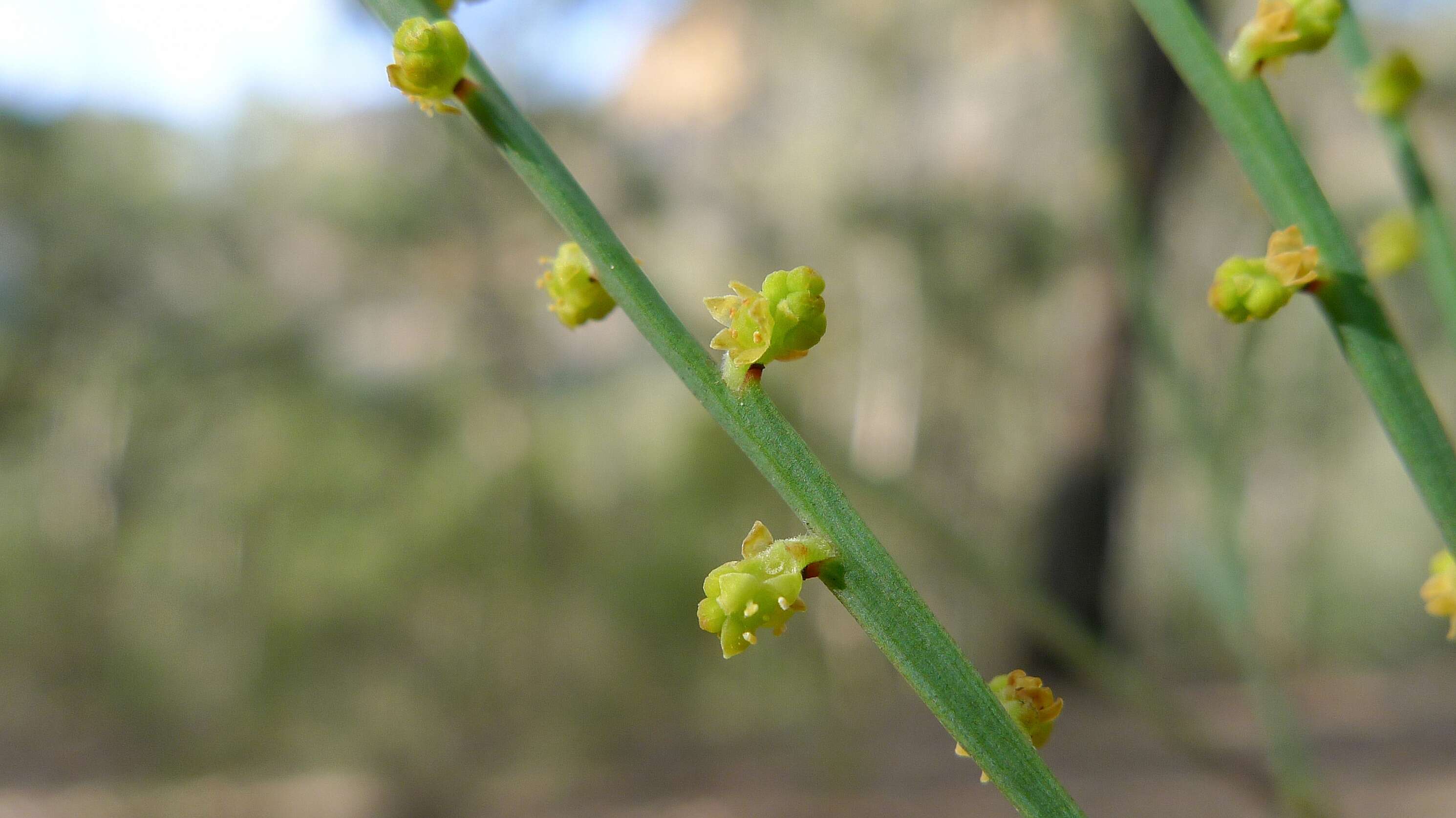 Image of Exocarpos cupressiformis Labill.