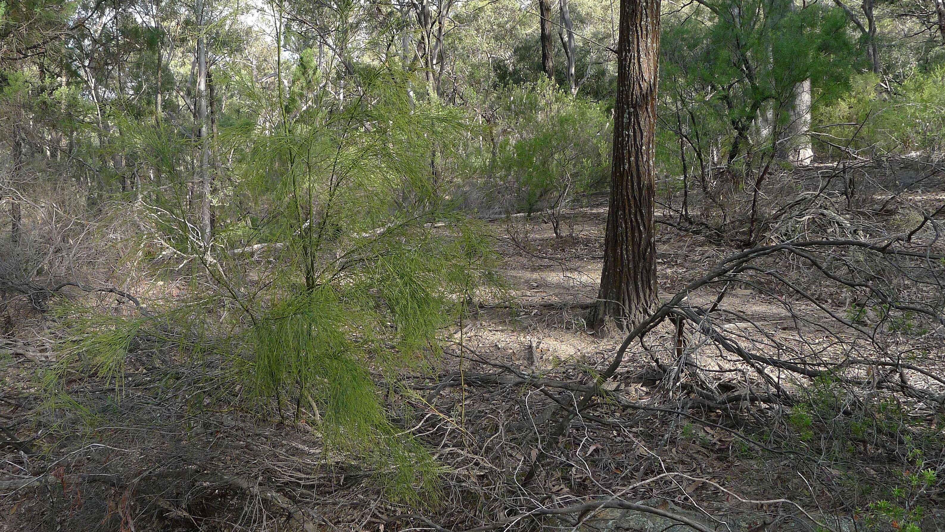 Image of Exocarpos cupressiformis Labill.