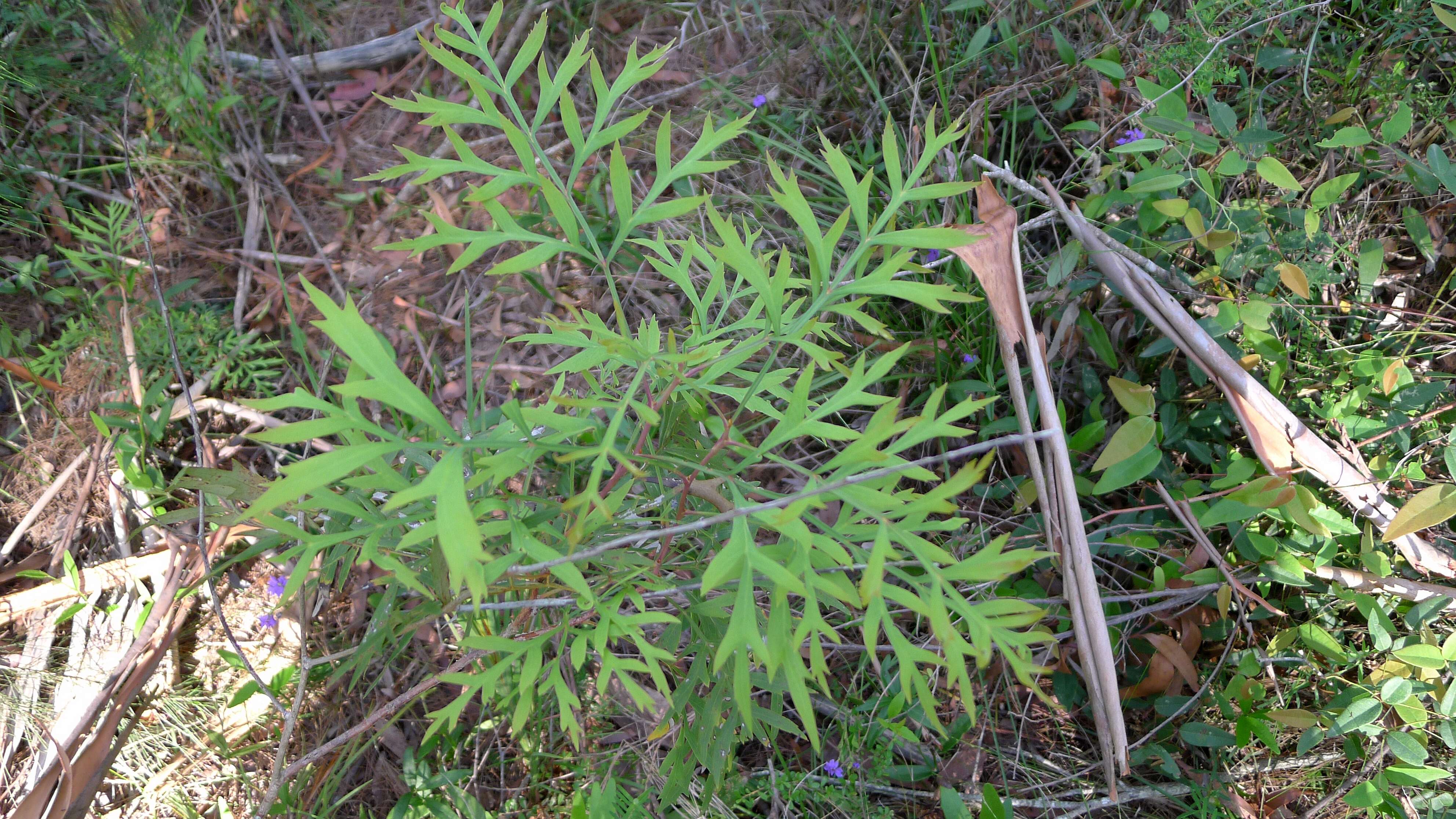 Image of Lomatia silaifolia (Sm.) R. Br.