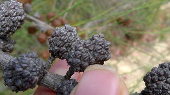 Image of Allocasuarina rigida (Miq.) L. A. S. Johnson