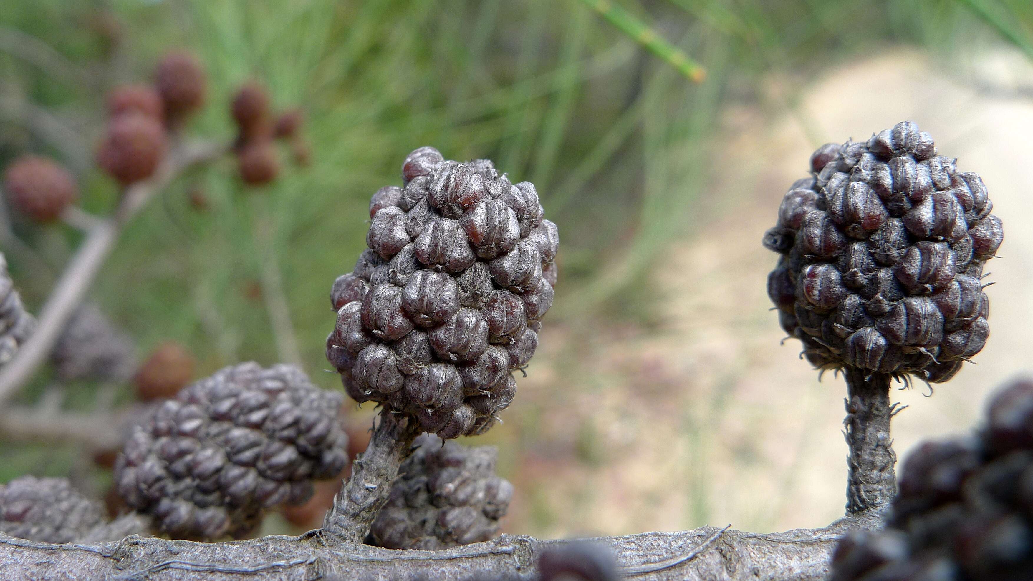 Image of Allocasuarina rigida (Miq.) L. A. S. Johnson