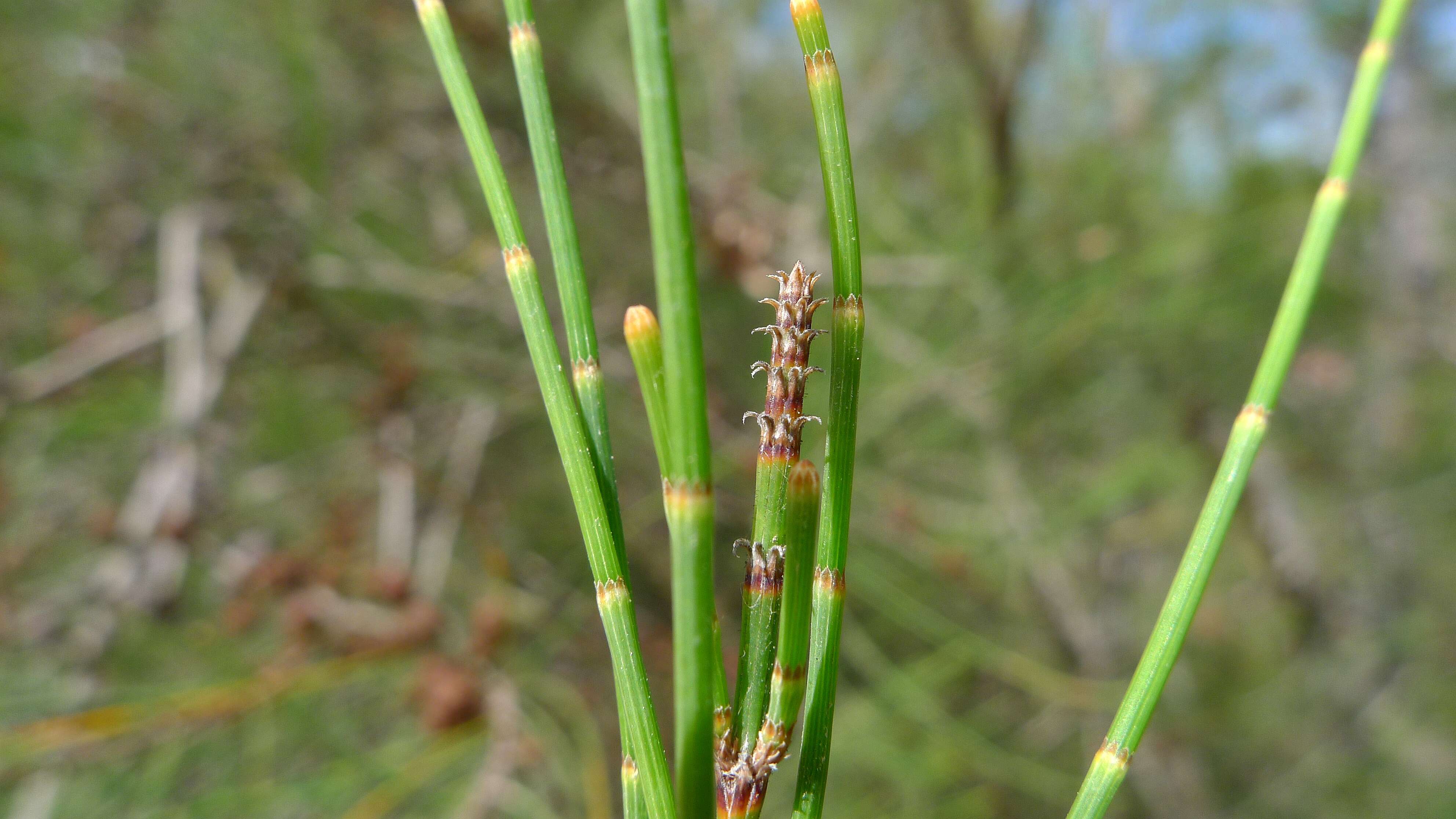 Image of Allocasuarina rigida (Miq.) L. A. S. Johnson