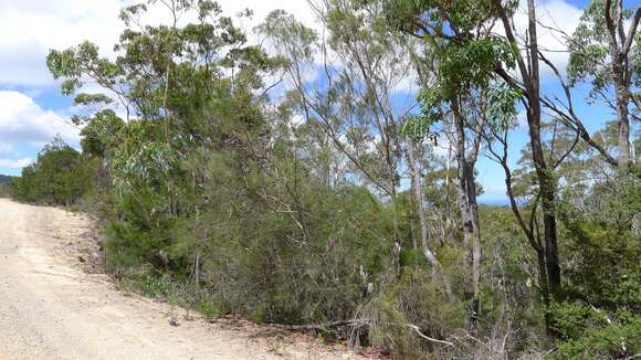 Image of Allocasuarina rigida (Miq.) L. A. S. Johnson