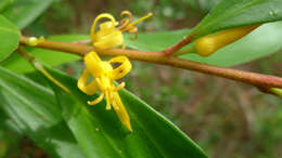 Plancia ëd Persoonia adenantha Domin