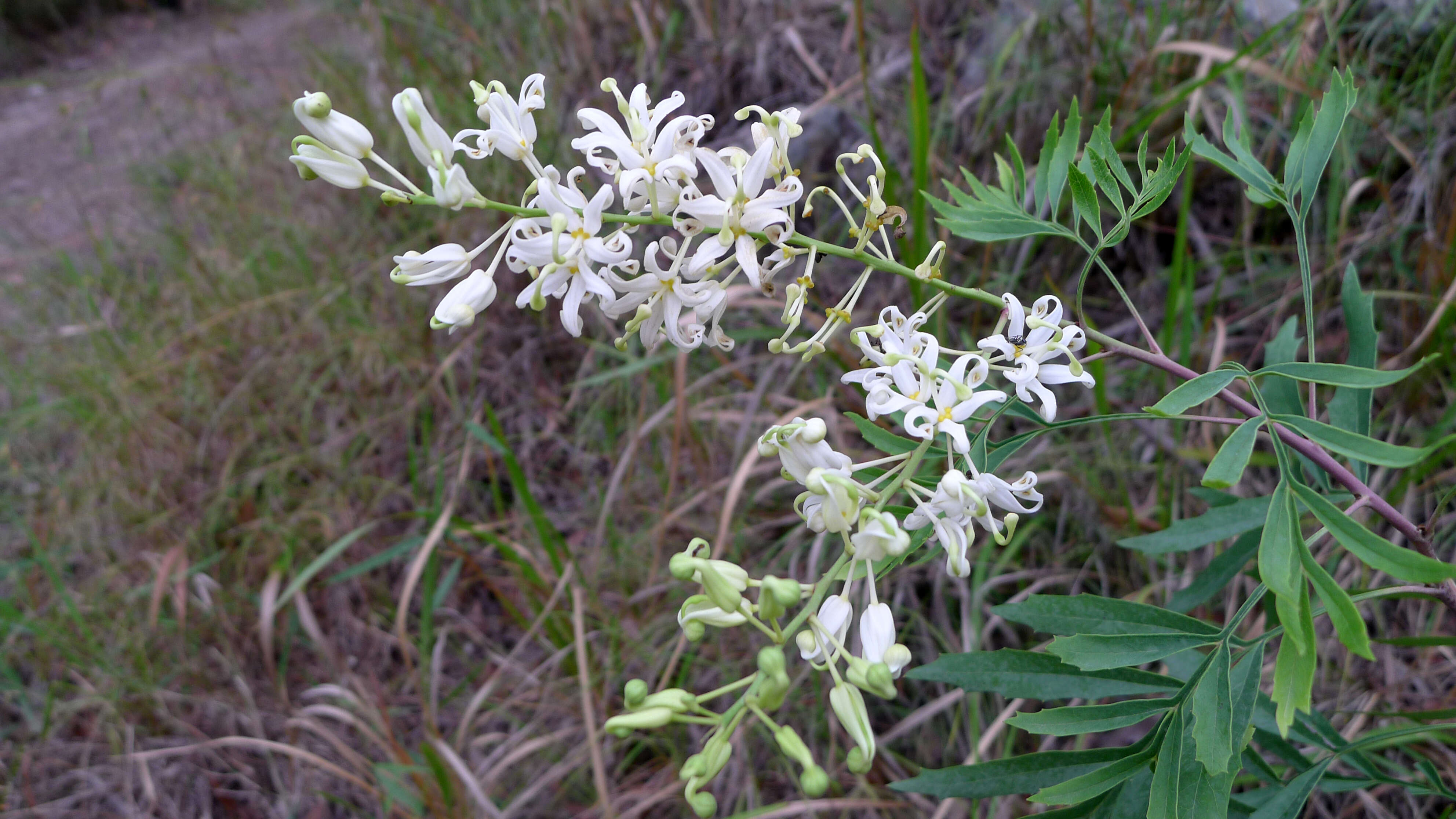 Image of Lomatia silaifolia (Sm.) R. Br.