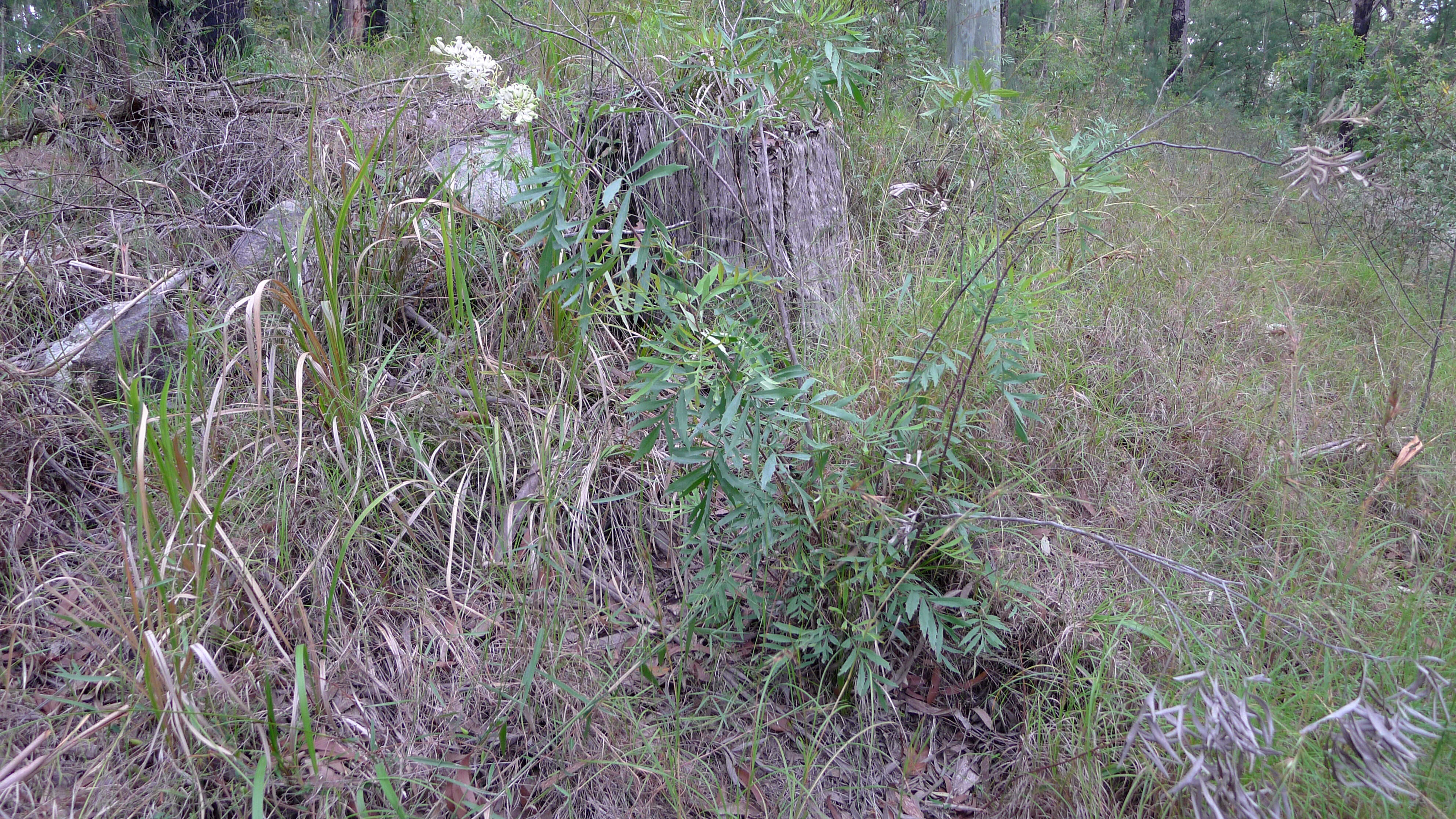 Image of Lomatia silaifolia (Sm.) R. Br.