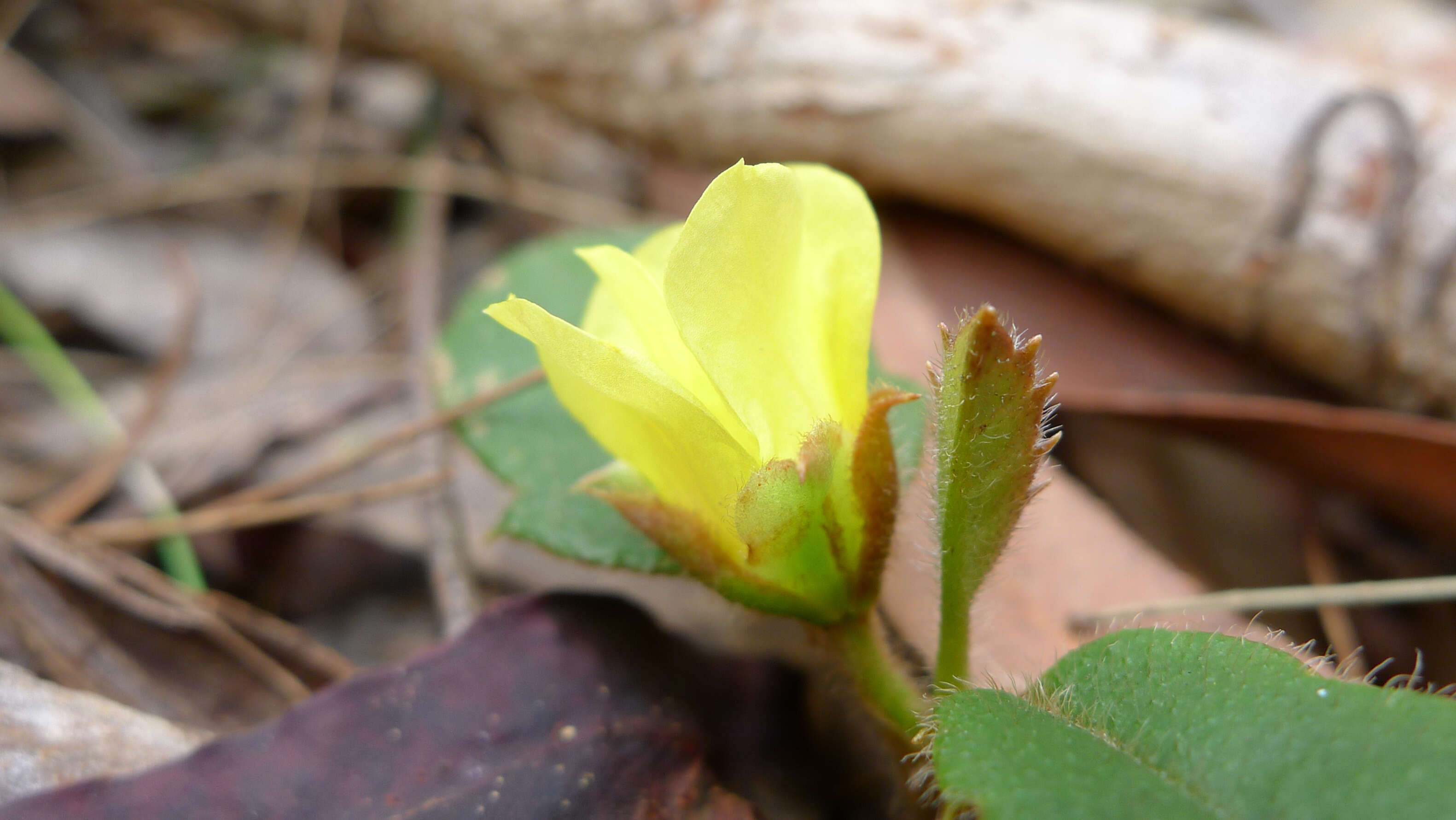 Hibbertia dentata R. Br. resmi