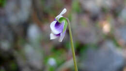 Image of Viola banksii K. R. Thiele & Prober