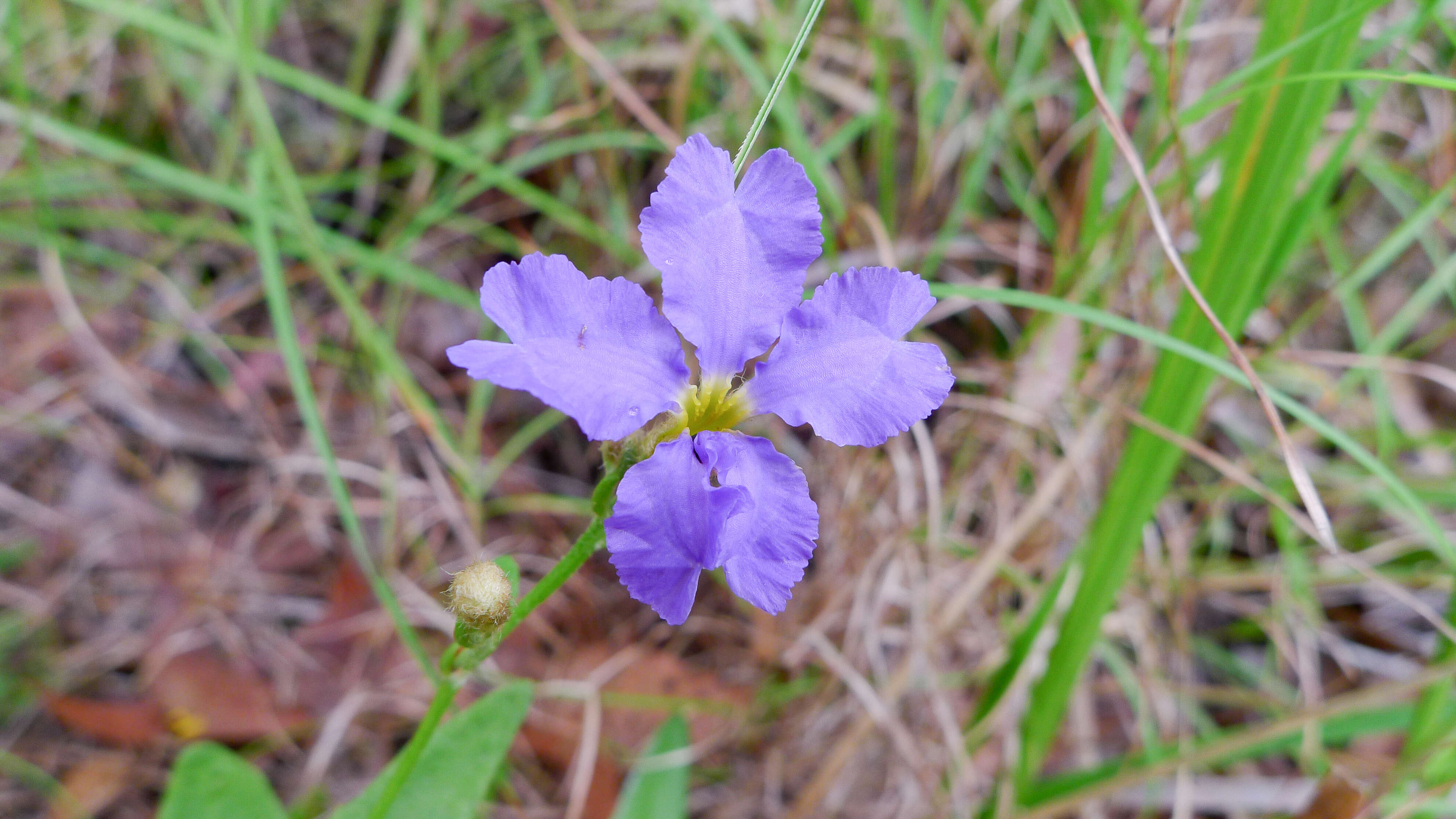 Image of Dampiera stricta (Smith) R. Br.