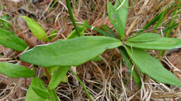 Image of Dampiera stricta (Smith) R. Br.