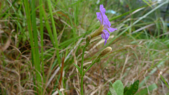 Image of Dampiera stricta (Smith) R. Br.