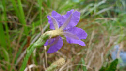 Image of Dampiera stricta (Smith) R. Br.