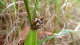 Image of Dampiera stricta (Smith) R. Br.