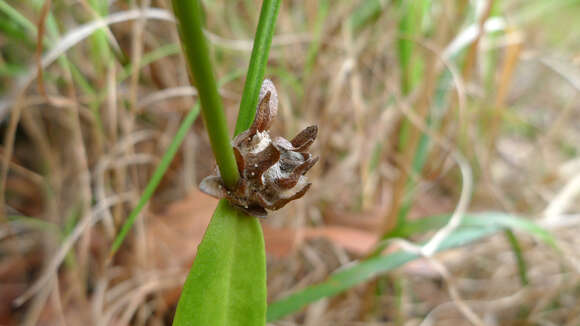 Image of Dampiera stricta (Smith) R. Br.