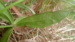 Image of Dampiera stricta (Smith) R. Br.