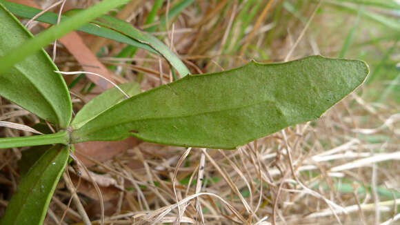 Image of Dampiera stricta (Smith) R. Br.