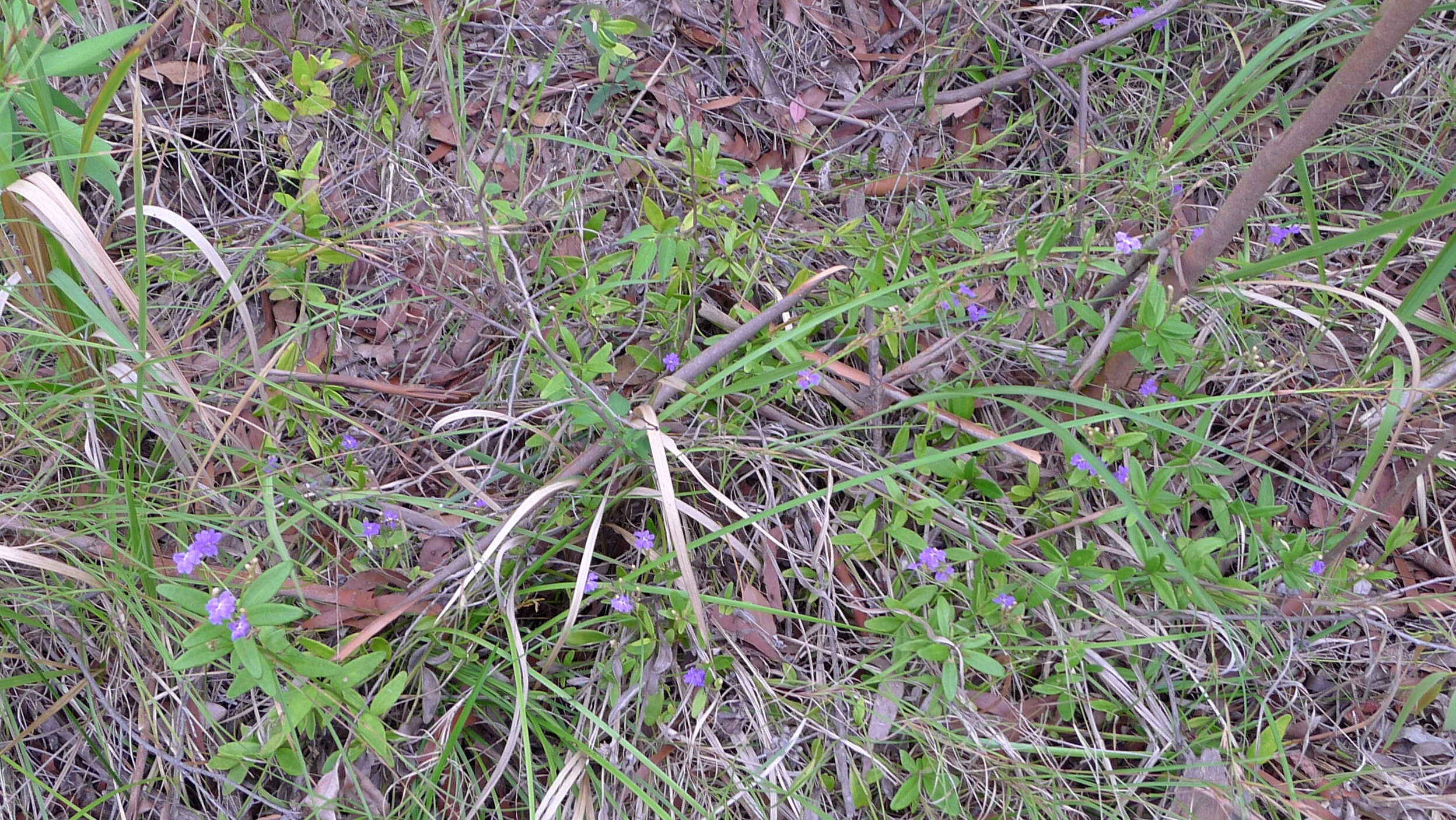 Image of Dampiera stricta (Smith) R. Br.