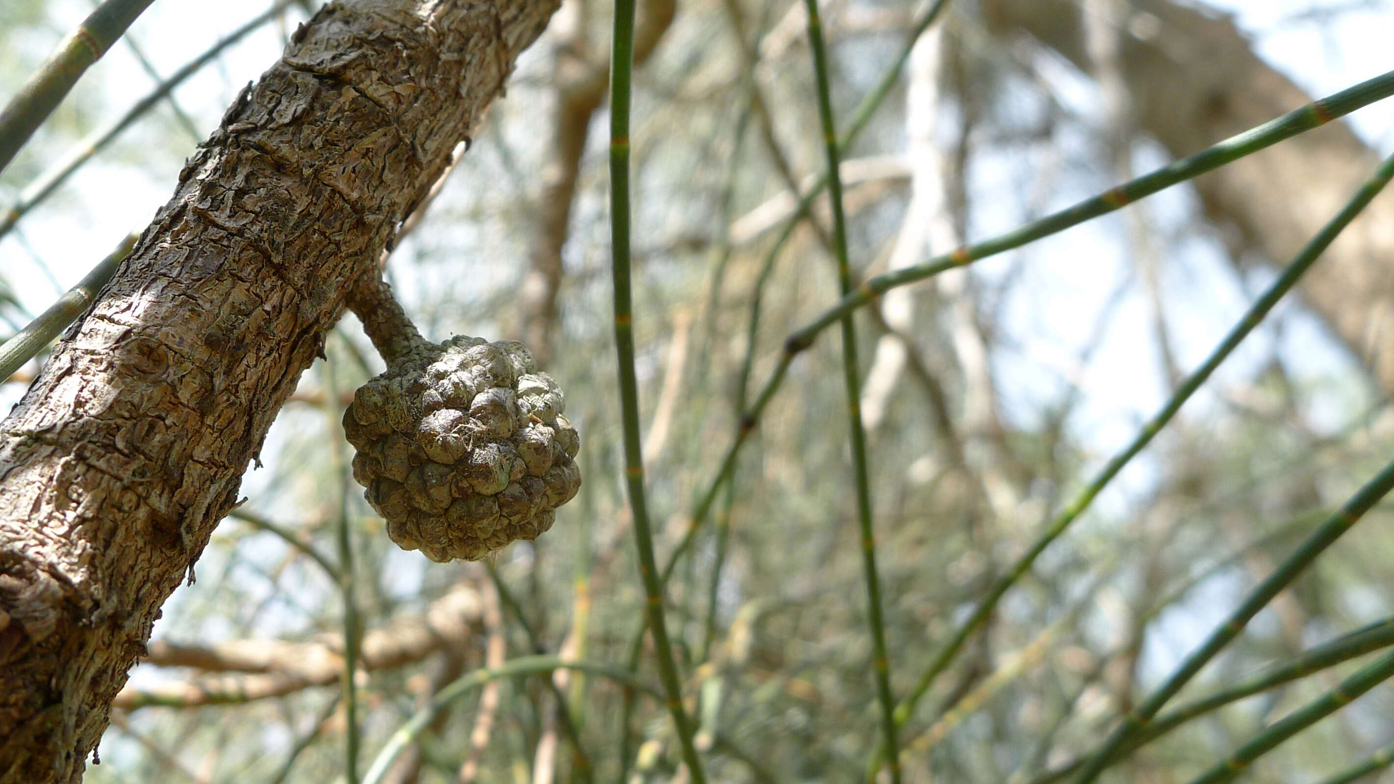 Image of gray sheoak