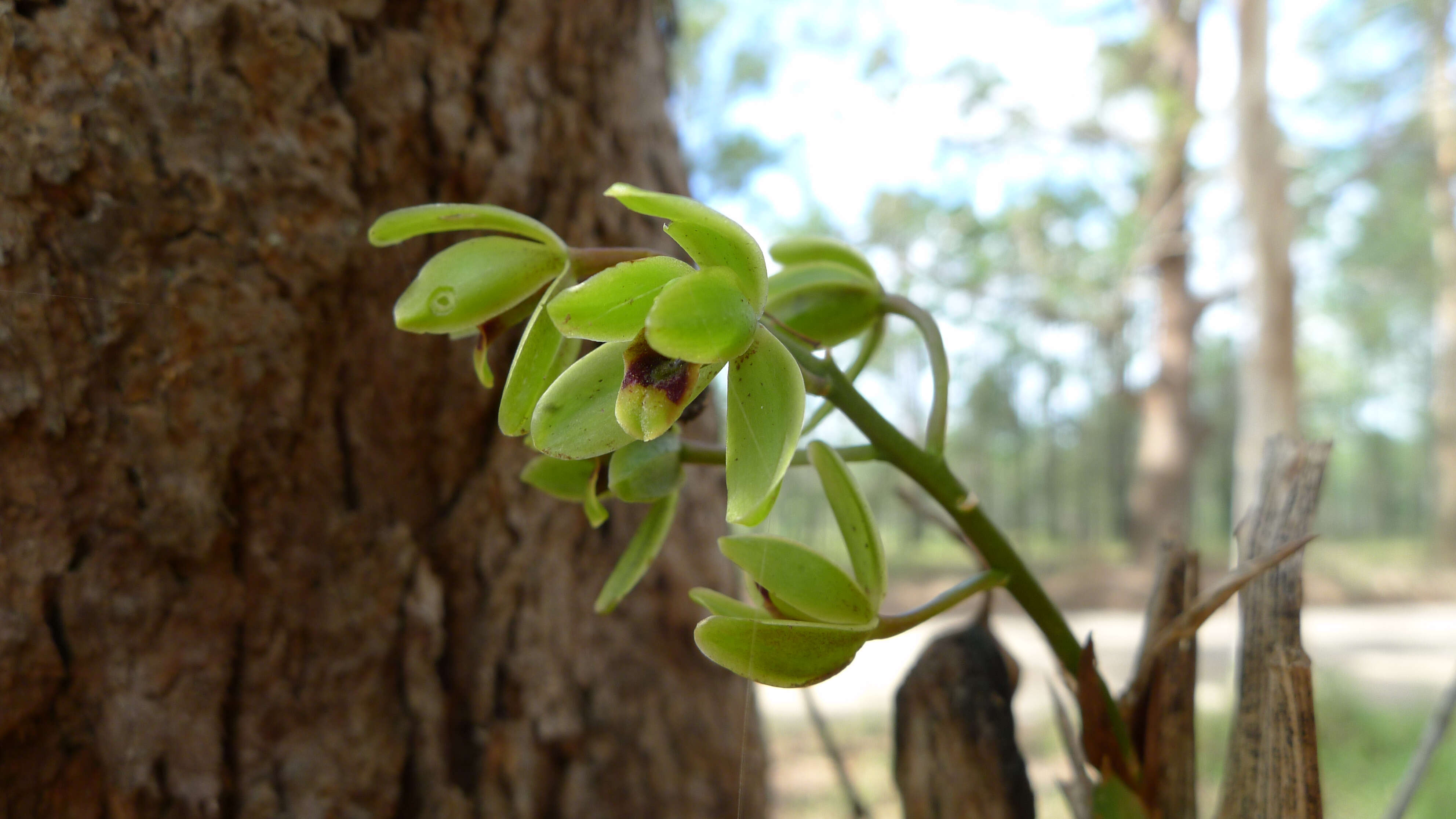 Image of Snake orchid