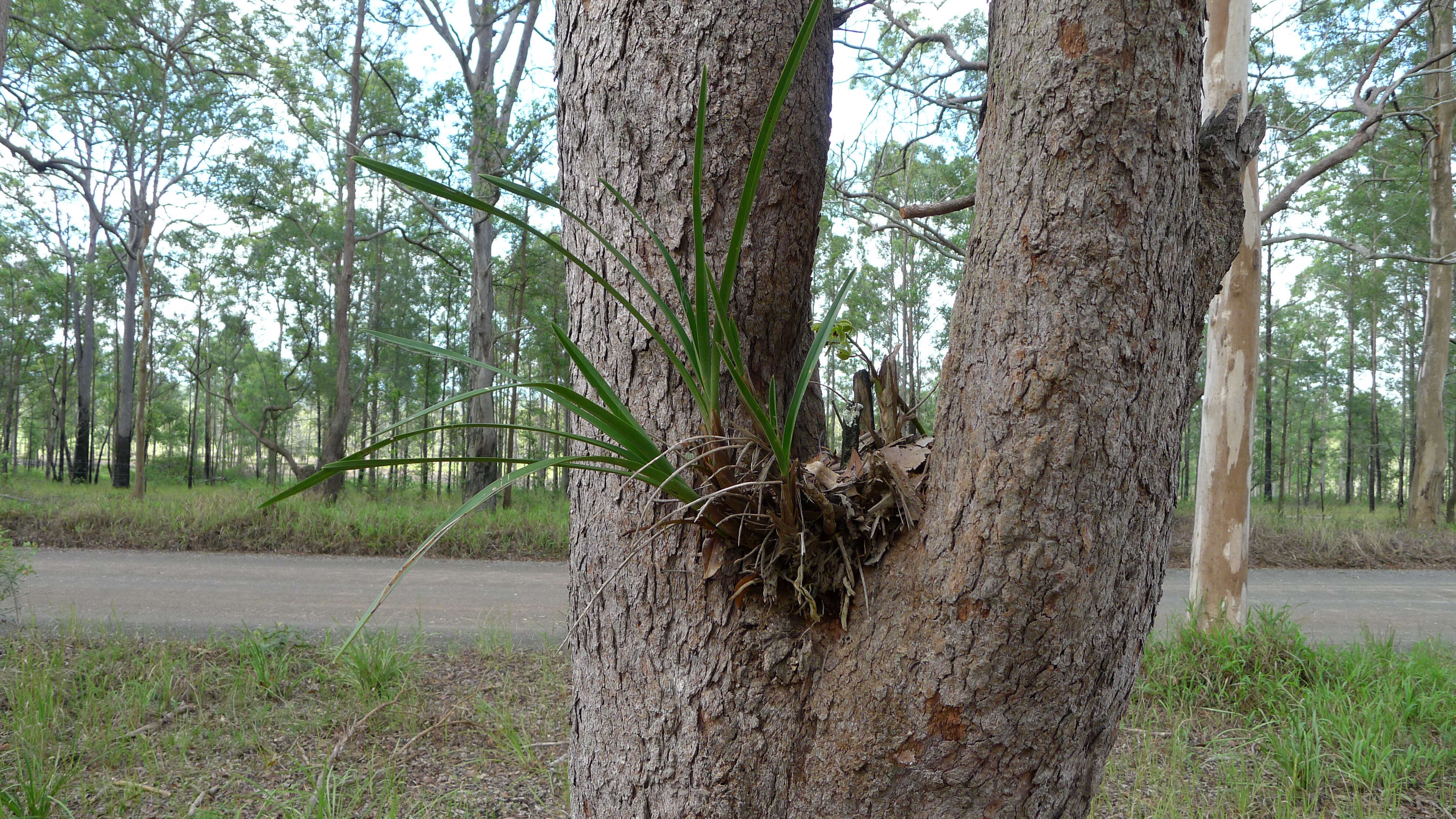 Image of Snake orchid