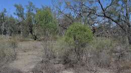 Слика од Eremophila longifolia (R. Br.) F. Muell.