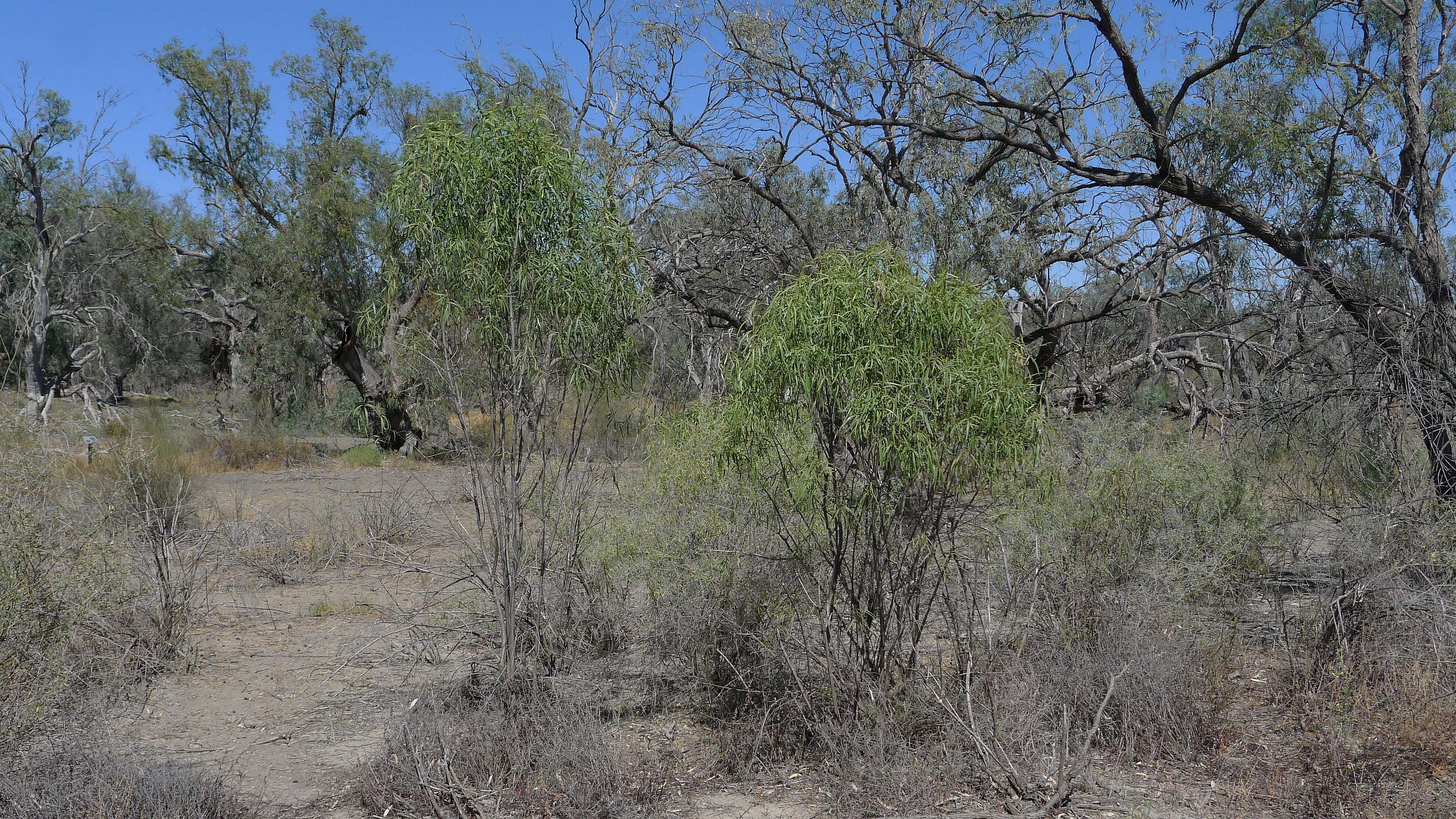 Image de Eremophila longifolia (R. Br.) F. Muell.