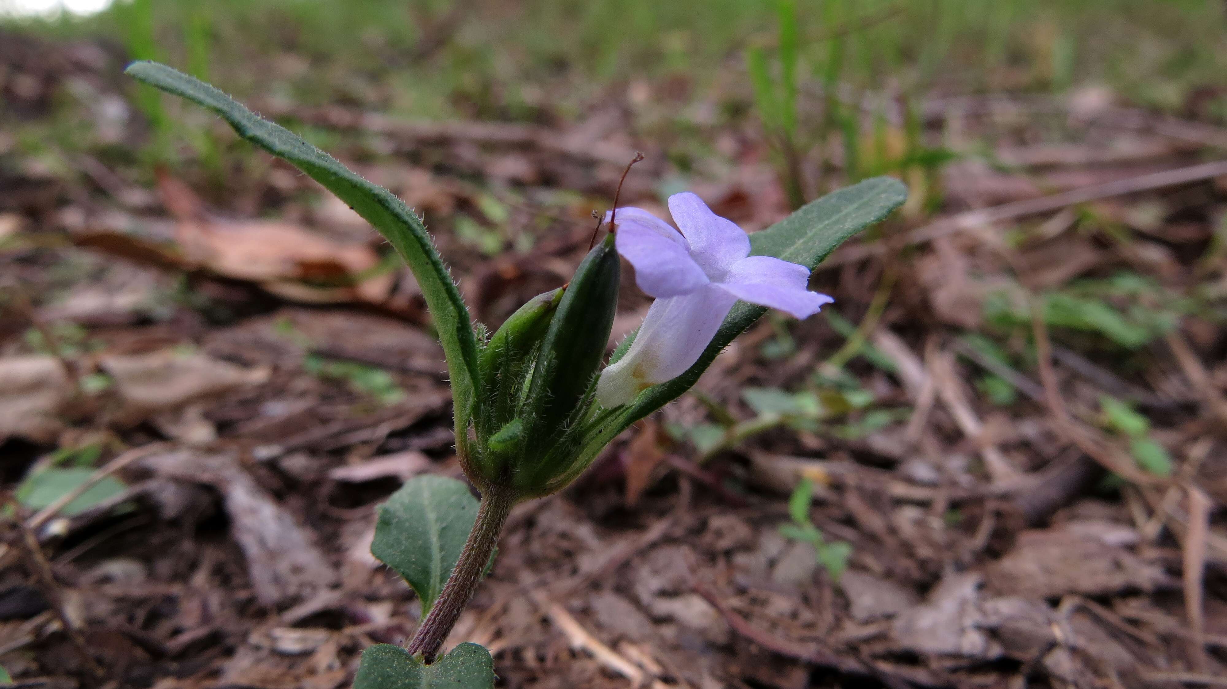 Sivun Brunoniella australis (Cav.) Bremek. kuva