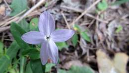 Pseuderanthemum variabile (R. Br.) Radlk. resmi