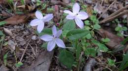 Pseuderanthemum variabile (R. Br.) Radlk. resmi