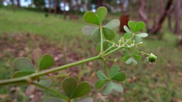 Imagem de Oxalis exilis A. Cunn.