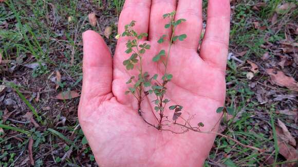 Image of shady woodsorrel