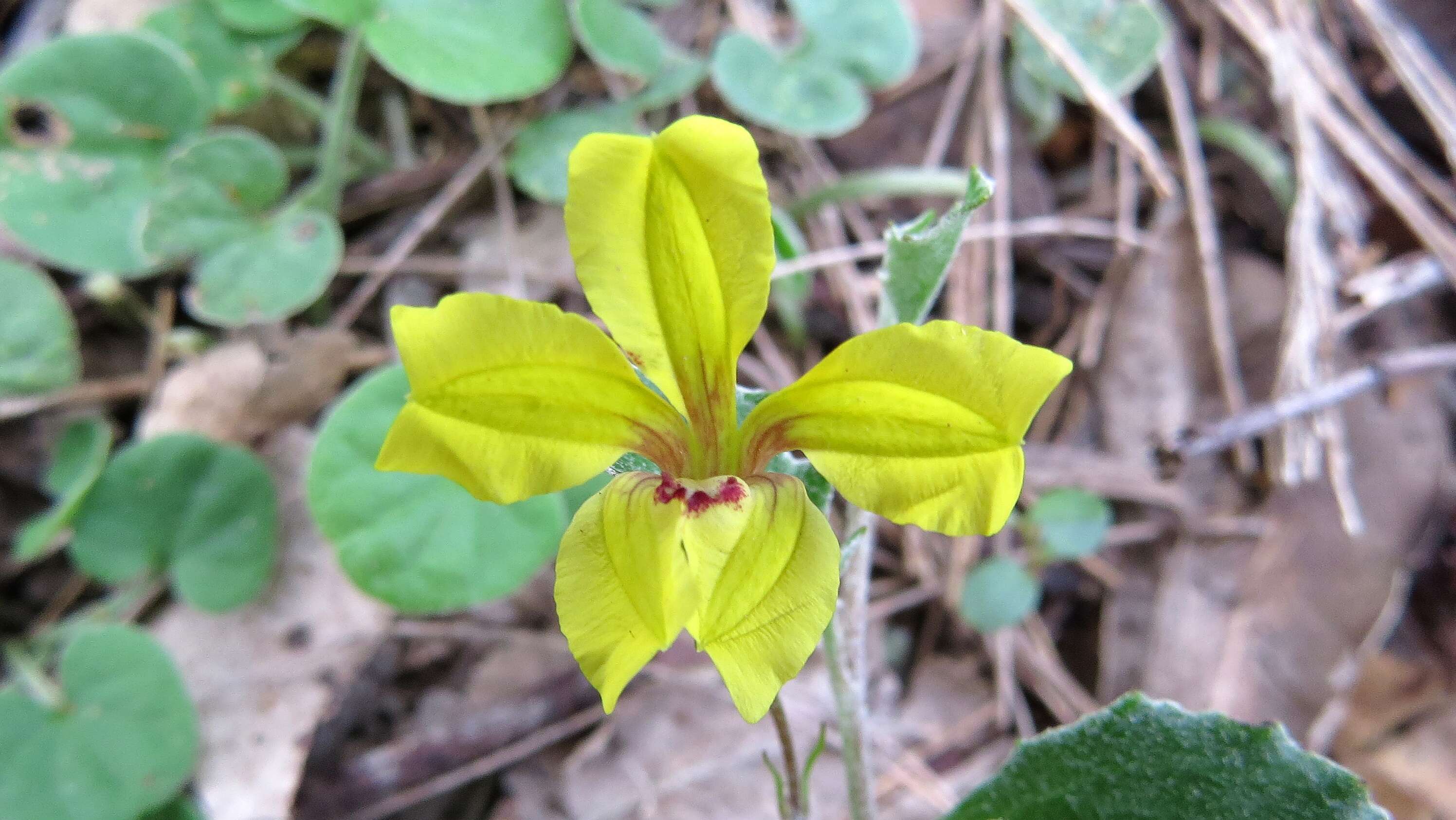 Image of Goodenia hederacea Sm.