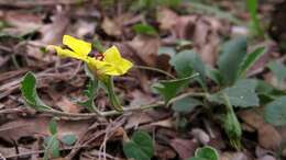 Image of Goodenia hederacea Sm.