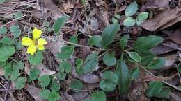 Image of Goodenia hederacea Sm.