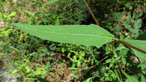 Image of common St. Paul's wort